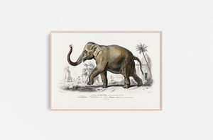 Vintage Elefante