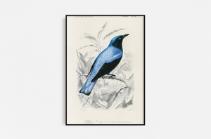 Vintage Pájaro Azul 01
