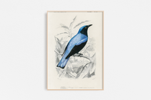 Cargar imagen en el visor de la galería, Vintage Pájaro Azul 01