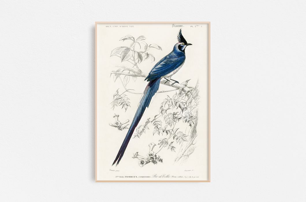 Vintage Pájaro Azul 02